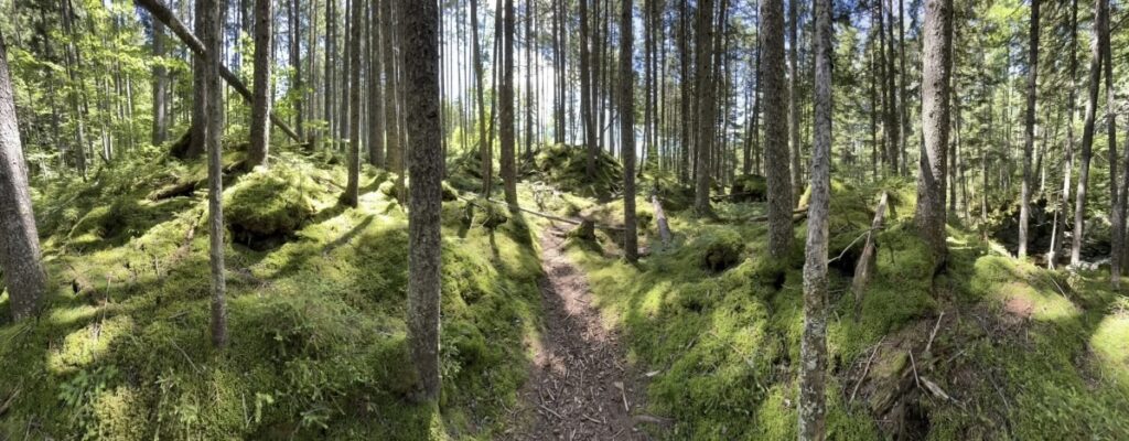 Forest elopement in New Hampshire